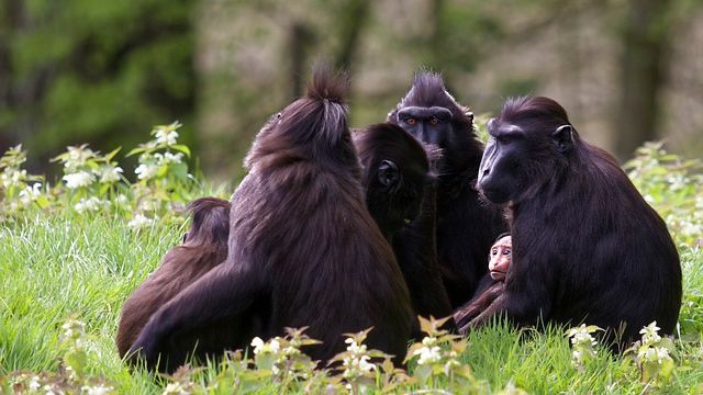 Z děčínské zoo utekl samec makaka chocholatého, může být nebezpečný